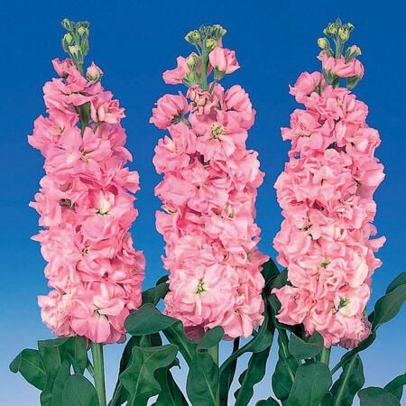 Iron Pink, Stock Seeds - Packet image number null